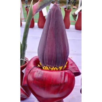Red Banana Flower